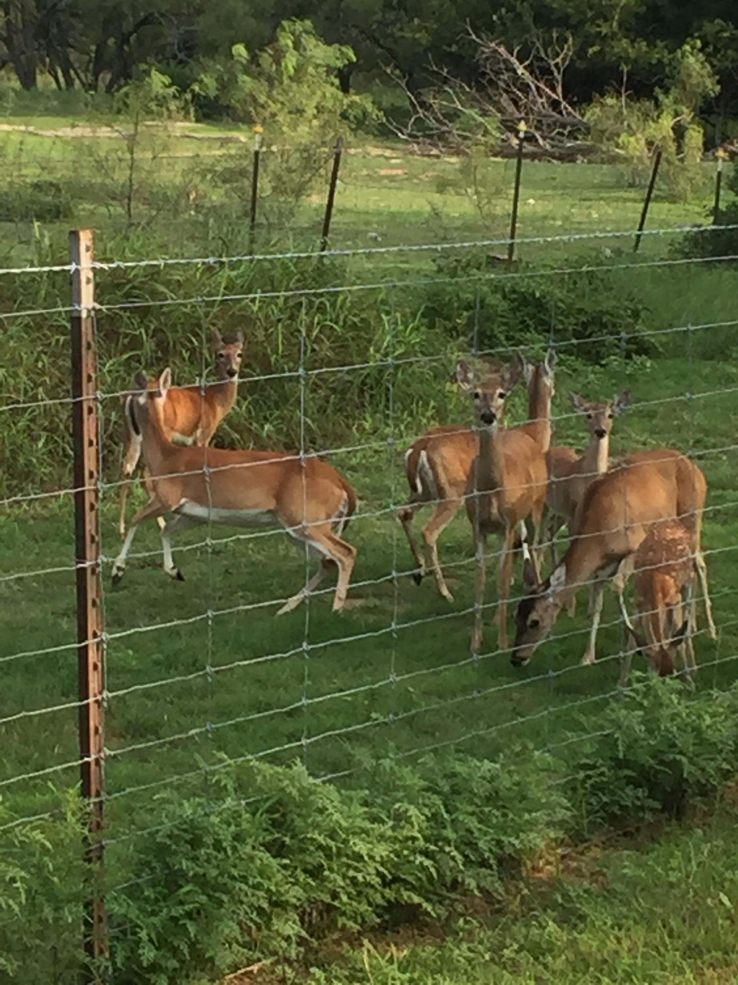 Deer at wildlife fence installed by Frank Valdez Fencing in Central Texas