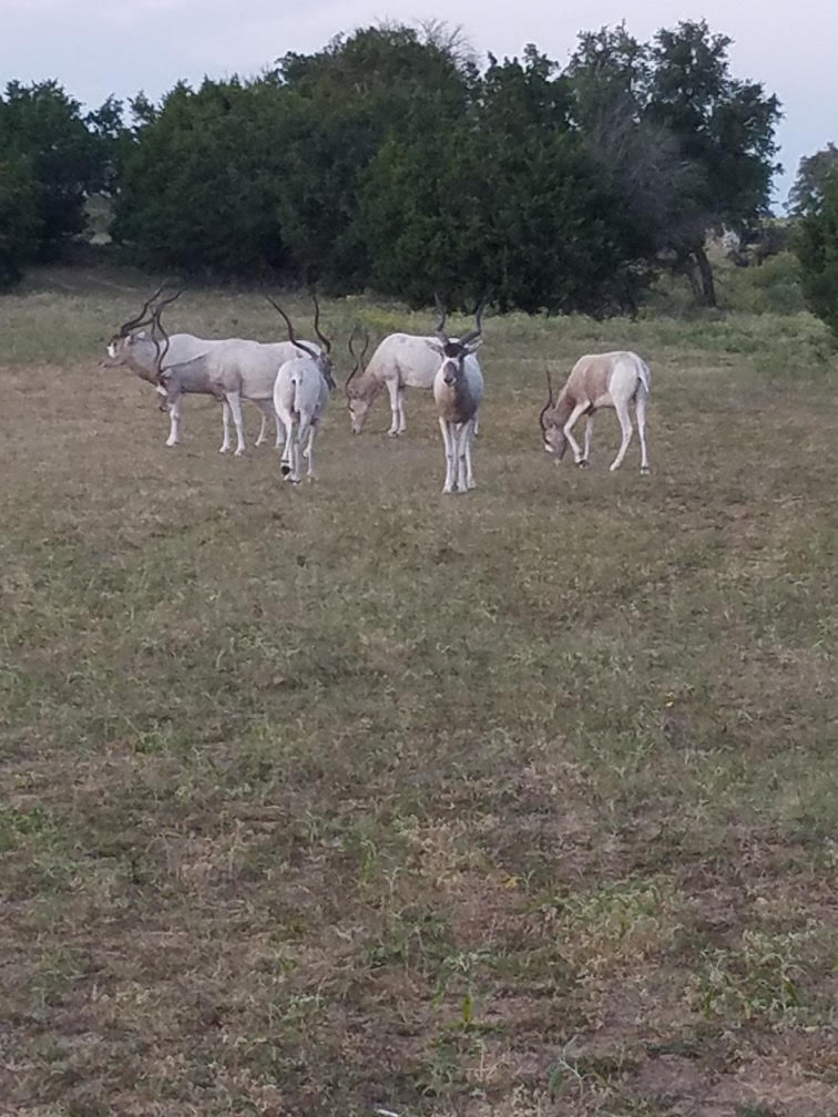 Addax exotic game on high-fence ranch near Brownwood TX